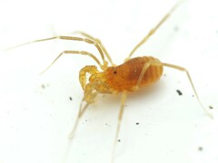 Holoscotolemon querilhaci