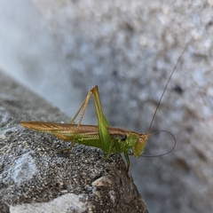 Conocephalus fasciatus