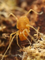 Holoscotolemon querilhaci