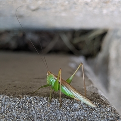 Conocephalus fasciatus
