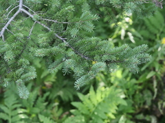 Picea mariana