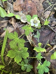 Geranium thunbergii