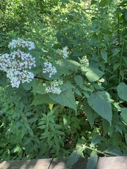 Ageratina altissima