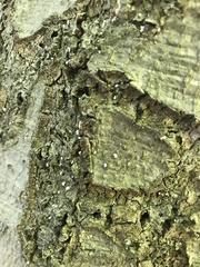 Cryptococcus fagisuga