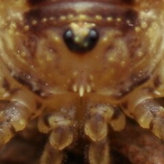 Oligolophus hanseni