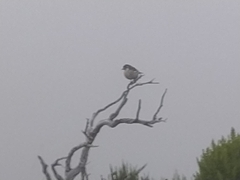 Fringilla coelebs maderensis