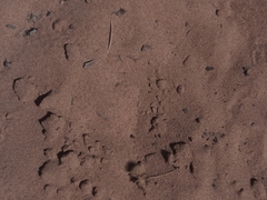 Dasymutilla sackenii