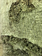 Cryptococcus fagisuga