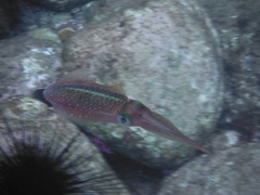 Sepioteuthis sepioidea