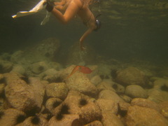 Sepioteuthis sepioidea