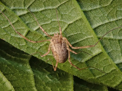Oligolophus tridens