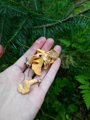 Cantharellus cibarius