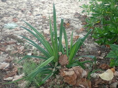 Pandanus