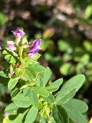 Lespedeza violacea