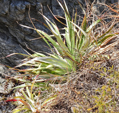 Puya spathacea