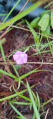 Ipomoea capillacea