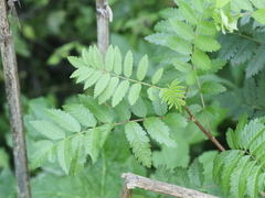 Sorbus aucuparia