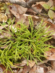 Diphasiastrum complanatum