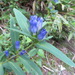 Gentiana triflora japonica - Photo (c) belvedere04, some rights reserved (CC BY), uploaded by belvedere04