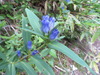 Gentiana triflora japonica - Photo (c) belvedere04, some rights reserved (CC BY), uploaded by belvedere04