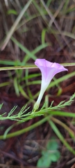 Ipomoea capillacea
