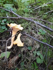 Cantharellus cibarius