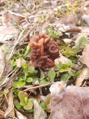 Gyromitra esculenta