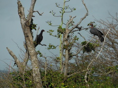 Patagioenas squamosa