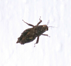 Tetrigidae