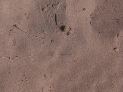 Dasymutilla sackenii