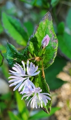 Elephantopus carolinianus