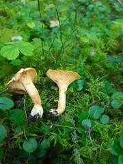 Cantharellus cibarius