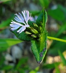 Elephantopus carolinianus