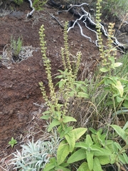 Teucrium