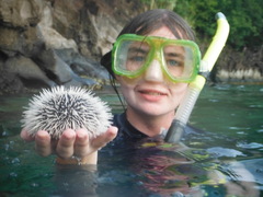 Tripneustes ventricosus