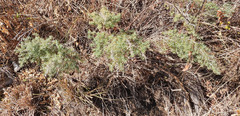 Baccharis coridifolia