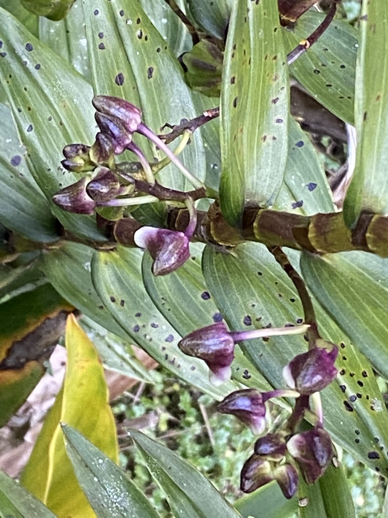 Dendrobium prostheciglossum