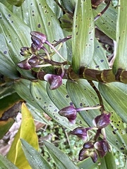 Dendrobium prostheciglossum