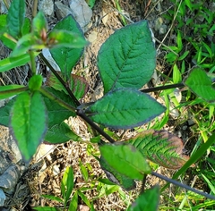 Elephantopus carolinianus