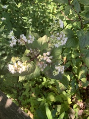 Spiraea alba