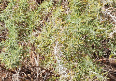 Baccharis coridifolia