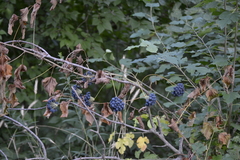 Smilax lasioneura
