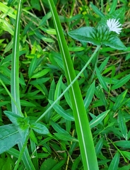 Elephantopus carolinianus