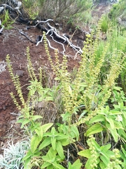 Teucrium