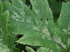 Phytomyza spondylii group