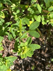 Lespedeza violacea