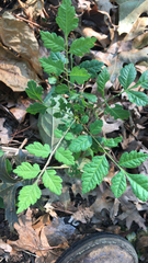 Koelreuteria paniculata