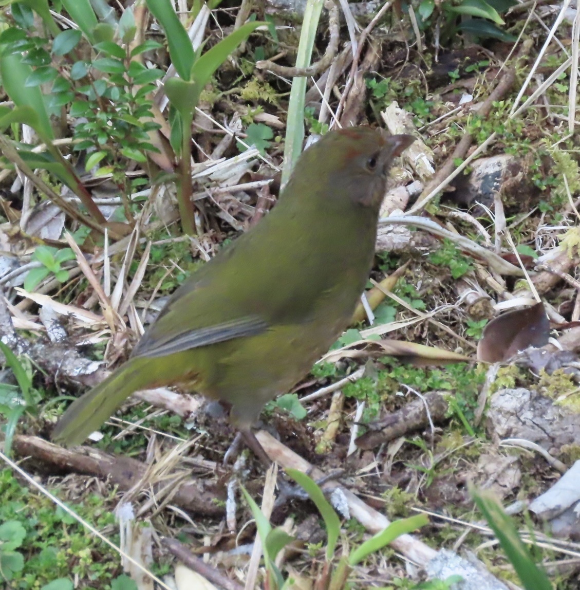 Rufous-naped Bellbird (Aleadryas rufinucha), photo 7