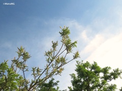 Eysenhardtia polystachya