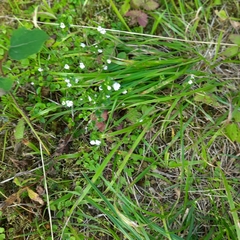Euphrasia stricta